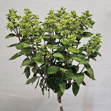 Hydrangea paniculata GARDENLIGHTS PINKLIGHT