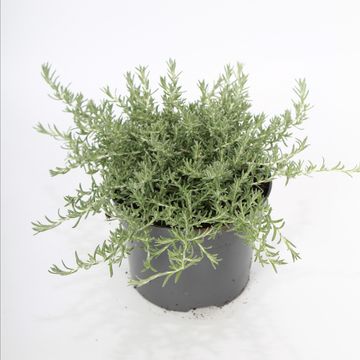 Helichrysum SILVIO MOUNDY