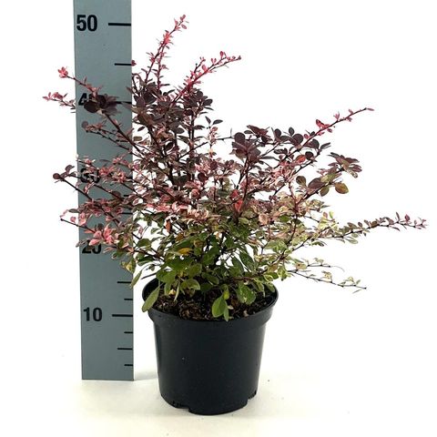 Berberis thunbergii 'Harlequin'