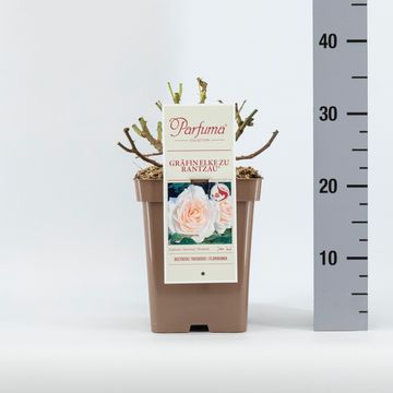 Rosa GRÄFIN ELKE ZU RANTZAU