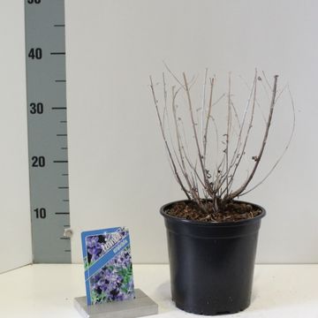 Perovskia atriplicifolia