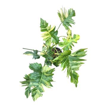 Philodendron FLORIDA BEAUTY x P. mayoi