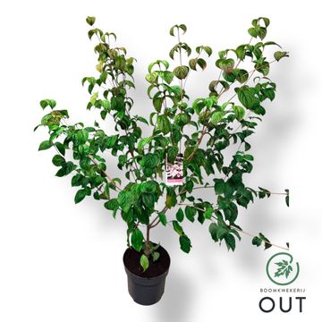 Cornus kousa 'Сатоми'