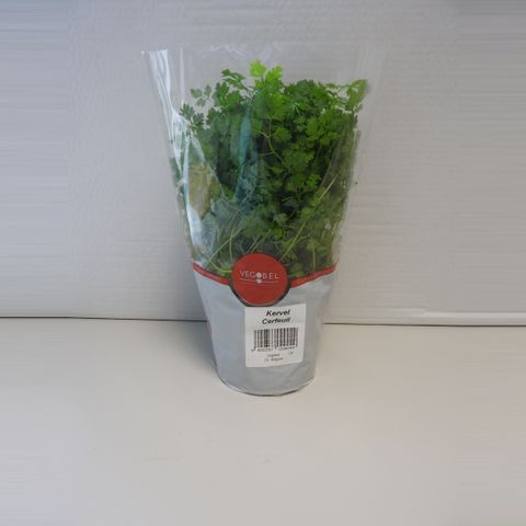 Anthriscus cerefolium