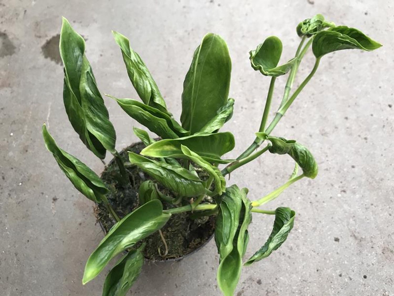 Epipremnum aureum 'Shangri La'  Kasvien tukkumyynti FlorAccess