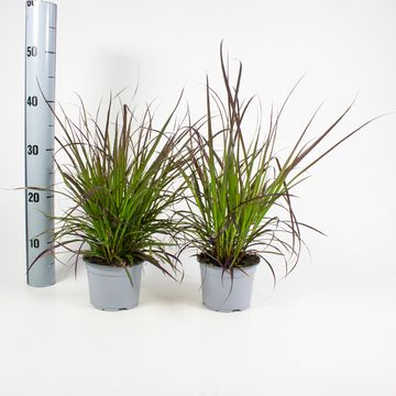 Pennisetum advena 'Rubrum'