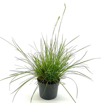 Sesleria autumnalis