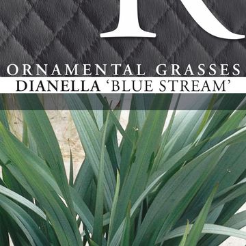 Dianella BLUE STREAM