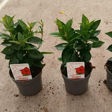 Mandevilla RIO DARK RED