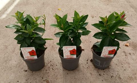 Mandevilla RIO DARK RED