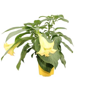 Brugmansia BUSH YELLOW