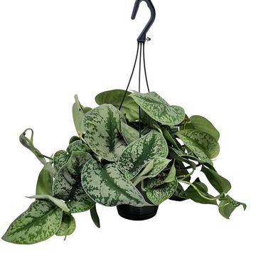 Scindapsus pictus 'Trebie'