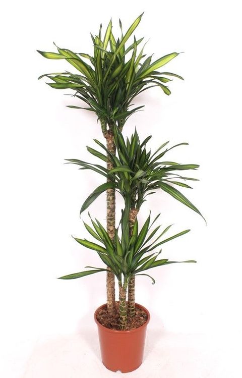 Dracaena fragrans RIKI