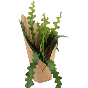 Epiphyllum anguliger