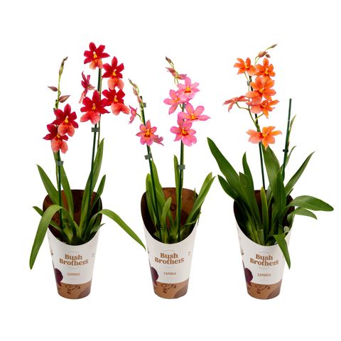 x Burrageara Nelly Isler