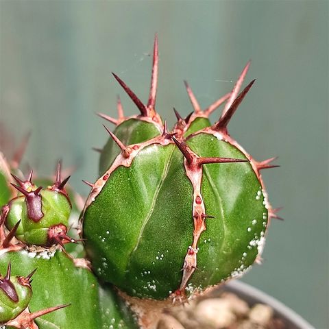 Euphorbia handiensis