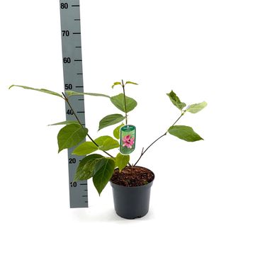 Calycanthus x raulstonii 'Hartlage Wine'