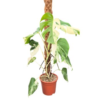 Monstera deliciosa 'Variegata'