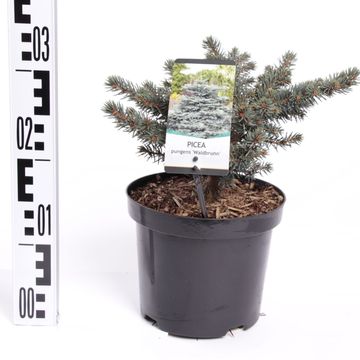 Picea pungens 'Waldbrunn'