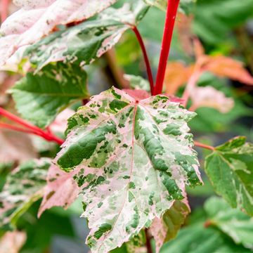 Acer x conspicuum 'Red Flamingo'