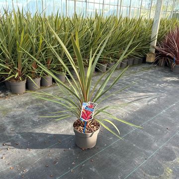 Cordyline australis 'Red Heart'