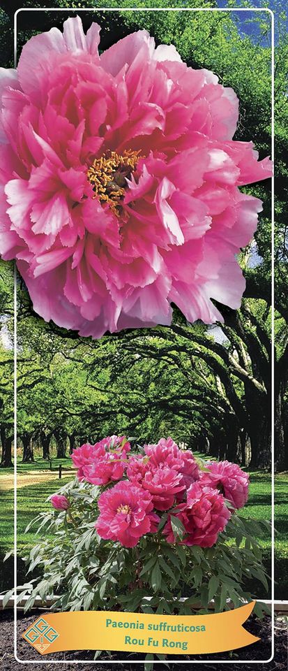 Paeonia suffruticosa 'Rou Fu Rong'