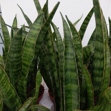 Sansevieria zeylanica 'Greenline'