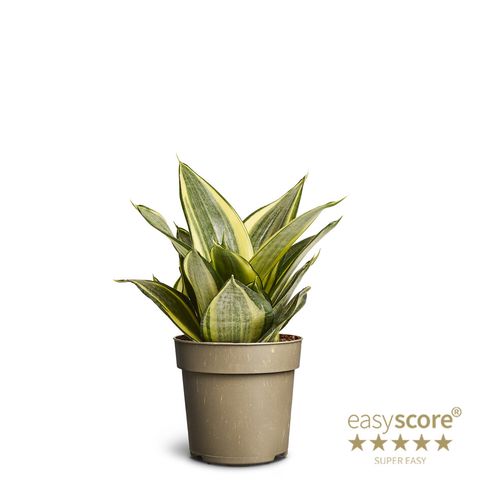 Sansevieria trifasciata 'Golden Hahnii'