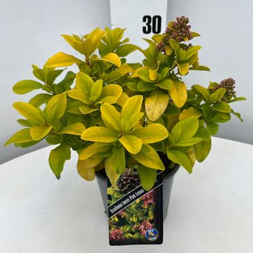 Escallonia laevis 'Pink Lemon'
