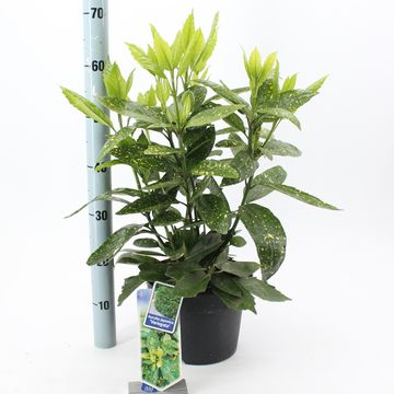 Aucuba japonica 'Variegata'