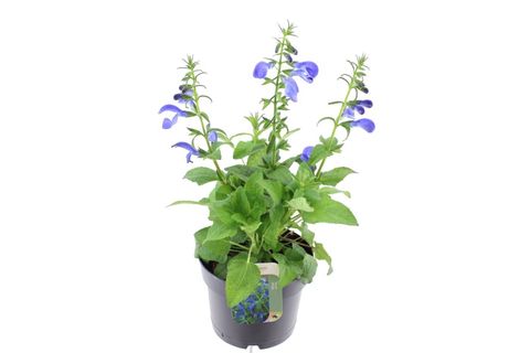 Salvia patens 'Patio Dark Blue'