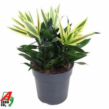 Dracaena reflexa 'Song of Sri Lanka'