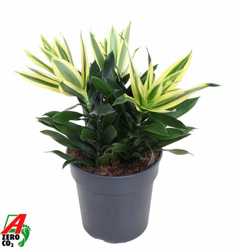 Dracaena reflexa 'Song of Sri Lanka'