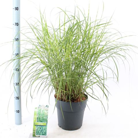Miscanthus sinensis 'Little Zebra'