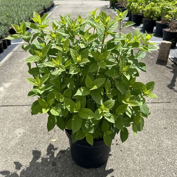 Hydrangea paniculata 'Limelight'
