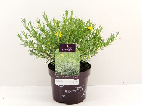 Hypericum kalmianum COBALT-N-GOLD