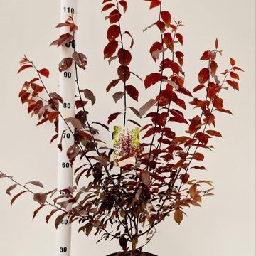 Prunus cerasifera 'Nigra'