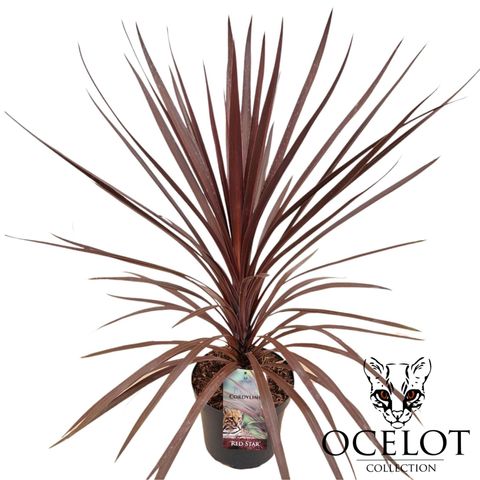 Cordyline australis 'Red Star'