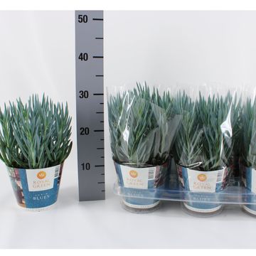 Curio ficoides 'Blues'