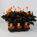 Calathea crocata