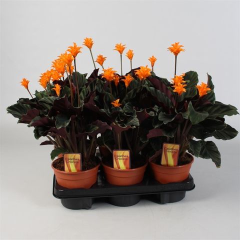 Calathea crocata