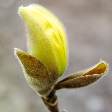 Magnolia denudata YELLOW RIVER