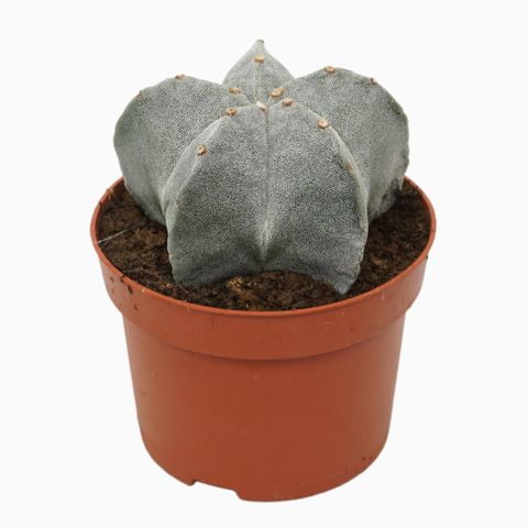 Astrophytum myriostigma