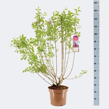 Syringa x chinensis 'Saugeana'