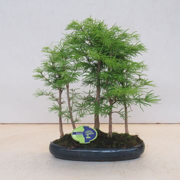 Pseudolarix amabilis
