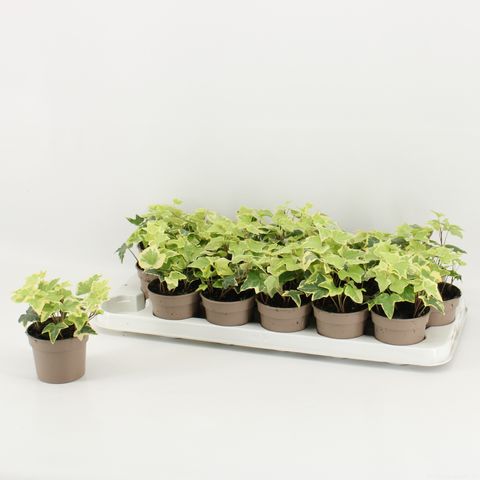 Hedera helix 'Goldchild'