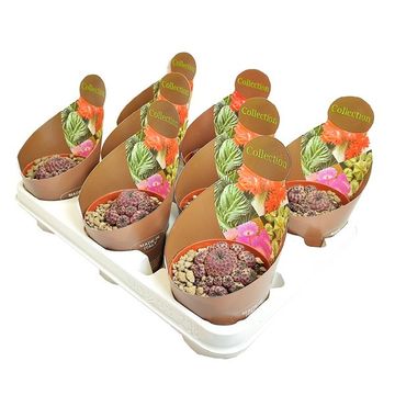 Sulcorebutia rauschii violacidermis