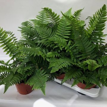 Athyrium spicatum