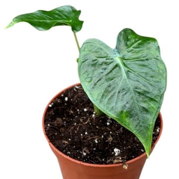 Alocasia 'Frydek Tattoo'