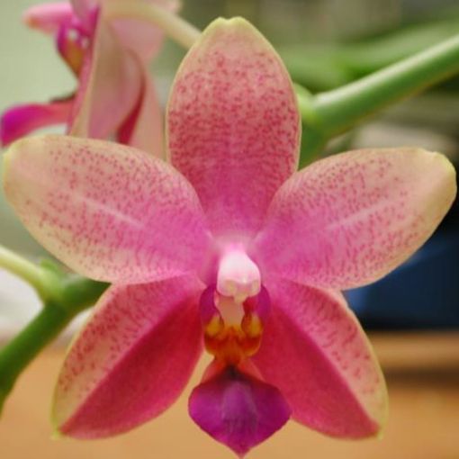 Phalaenopsis 'Liodoro' (Wichmann Orchideen e.K.)
